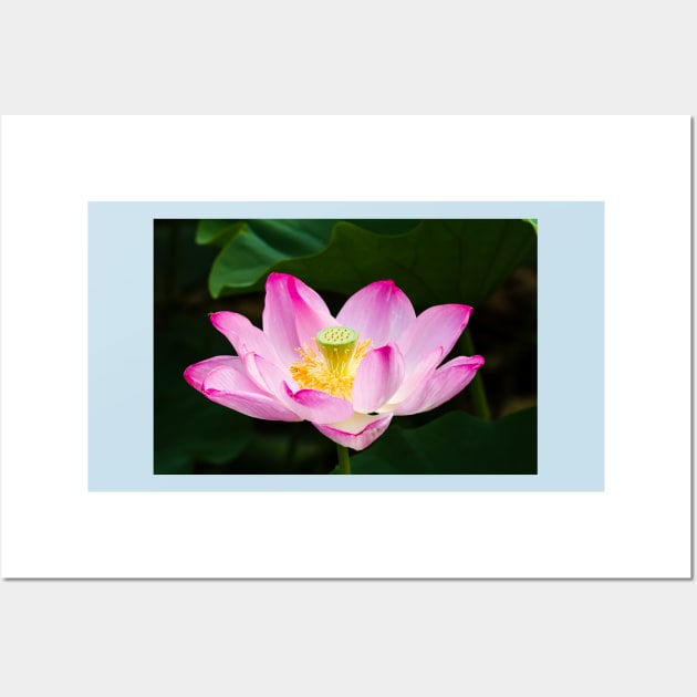 Lotus Wall Art by thadz